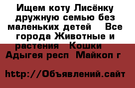 Ищем коту Лисёнку дружную семью без маленьких детей  - Все города Животные и растения » Кошки   . Адыгея респ.,Майкоп г.